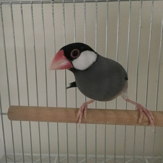 桜文鳥♀の里親様募集