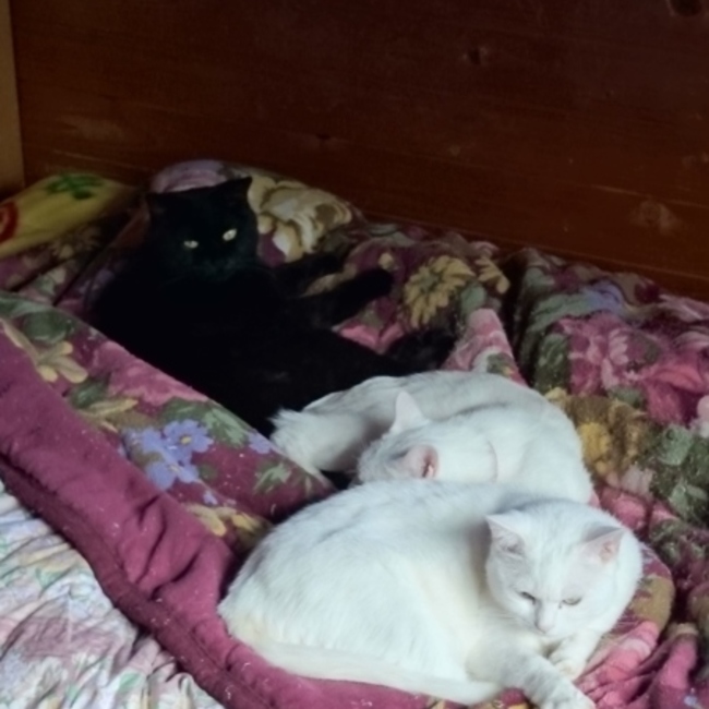 蒼いうさぎのカバー写真