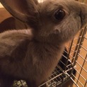 うさぎ飼いませんか？
