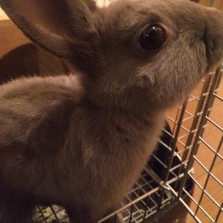 うさぎ飼いませんか？