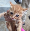 子猫ちゃんの飼い主さん募集してます！