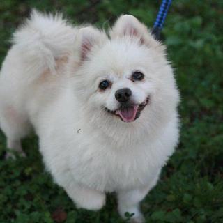 健気なボメラニアン