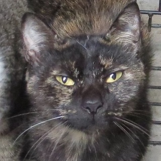 緊急・命の期限あと１日！「保健所収容サビ猫さん」