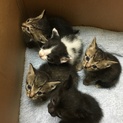 かわいい子猫ちゃん兄弟♡