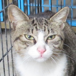 緊急・命の期限あと１日！「保健所収容キジ白くん１」