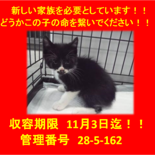 里親決定！！お迎えありがとうございました(^^♪