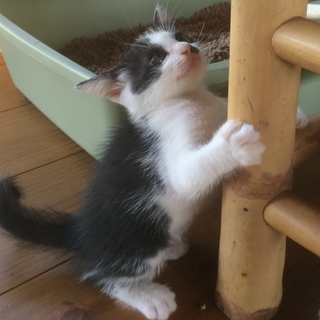 白黒ちゃんメス２ヶ月人なつっこく元気です！
