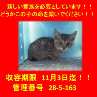 里親決定しました☆(*^▽^*)