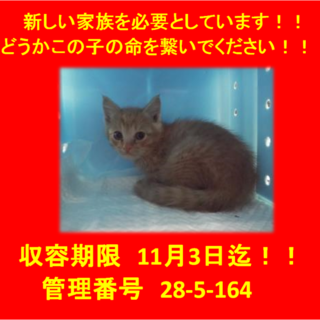 里親決定！！お迎えありがとうございました(^^♪