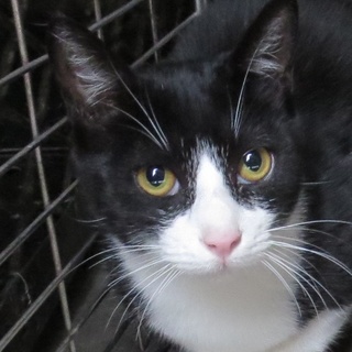 緊急・命の期限あと１日！「保健所収容はちわれくん」