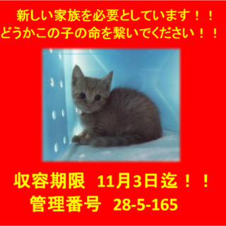 里親決定しました☆(*^▽^*)