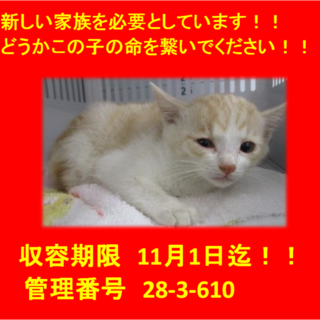 里親決定！！お迎えありがとうございました(^^♪