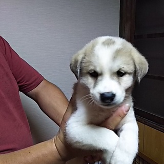 小さな天使を新しい家族に迎えてあげて下さい。