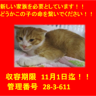 里親決定！！お迎えありがとうございました(^^♪