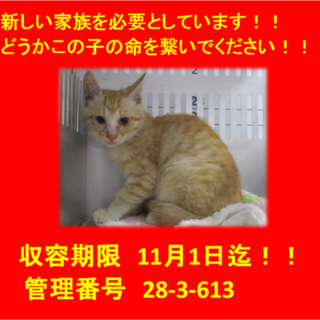 期限11月1日迄！可愛い5兄弟③