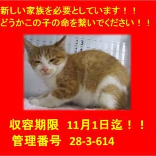 期限11月1日迄！可愛い5兄弟④