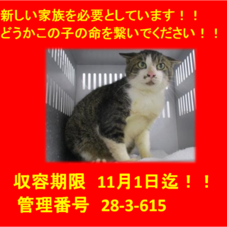 期限11月1日迄！おひげ顔の猫ちゃんです(^^♪