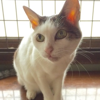 飼いやすい！人見知りしないベタベタ猫