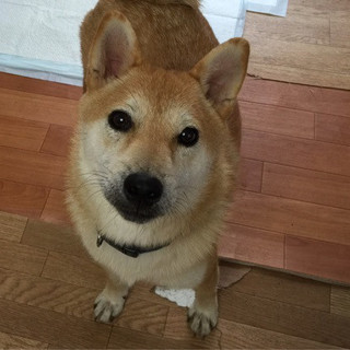 元気な柴犬♂１才になったばかりです