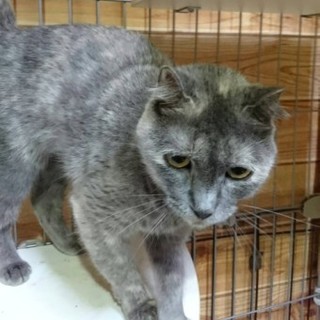 アメリカンカールのカールちゃん