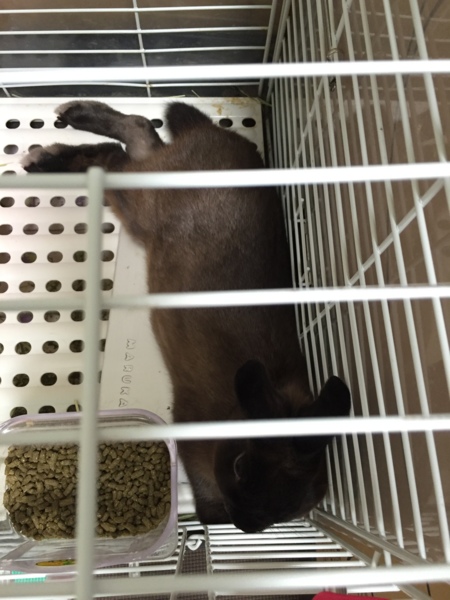 愛情を持って大切に育ててくださる方に サムネイル3