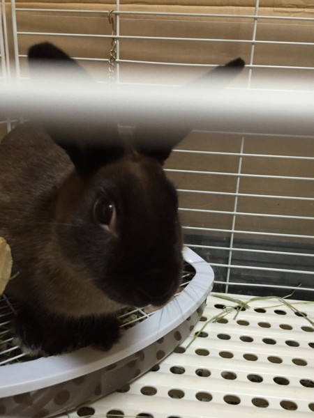 愛情を持って大切に育ててくださる方に サムネイル4