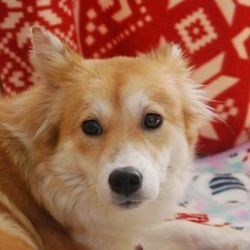 ご紹介・・・「姉妹で保護しました」