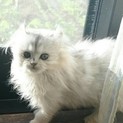 アメリカンカールのリリちゃん