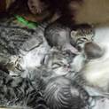 １ヶ月未満の子猫達里親希望中です