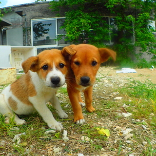 僕達のおうちはどこ？