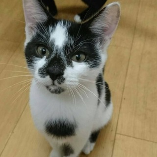 白黒よつば君ワクチン済み