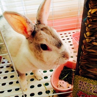 ミニうさぎ2羽新しいご家族を探しています！