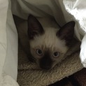 里親になっていただける方募集してます。