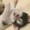 里親になっていただける方募集してます。