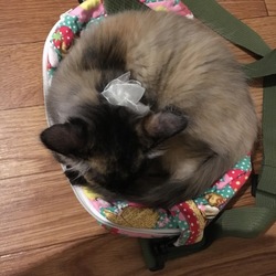 「花松マナちゃん」サムネイル3