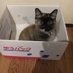 「花松マナちゃん」サムネイル2