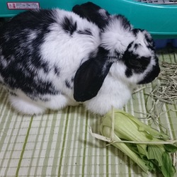 「ケンカ相手がいなくなって」サムネイル1