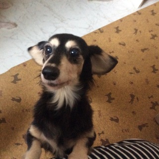 らんちゃんご家族募集中