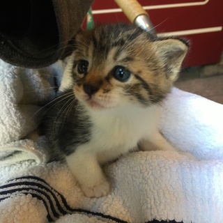 キジ白の男の子