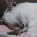 大切に育て頂ける里親さん②