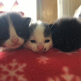 可愛い子猫と親猫ちゃん