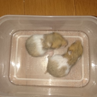 ゴールデンハムスターのベイビー3匹