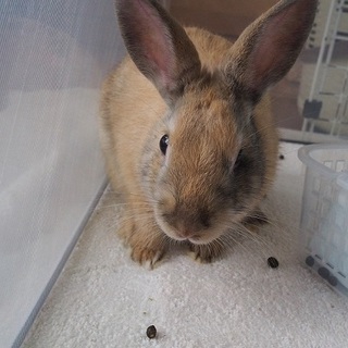 《交渉中》保護うさぎ　天丸くん