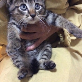 キジくんの家族になって下さい