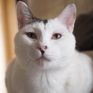 甘ったれで懐こい☆日向くん