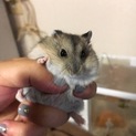 ジャンハム兄弟里親募集❁