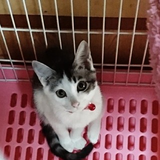 優しいご家族の一員になります☆ 