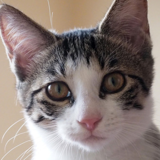 FeLV,FIV陰性☆まつりちゃん