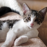 FeLV,FIV陰性☆まつりちゃん サムネイル5