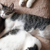 FeLV,FIV陰性☆まつりちゃん サムネイル6